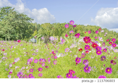 コスモス畑　滝野すずらん丘陵公園　札幌市 113706803
