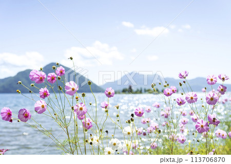 コスモス咲く洞爺湖、背景は浮見堂と有珠山　洞爺湖町 113706870