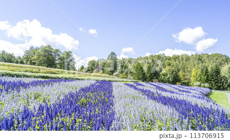 サルビア 16:9 滝野すずらん丘陵公園 札幌市 サルビア 16:9 滝野すずらん丘陵公園 札幌市 113706915
