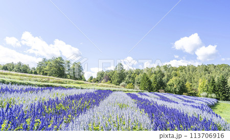サルビア 16:9 滝野すずらん丘陵公園 札幌市 サルビア 16:9 滝野すずらん丘陵公園 札幌市 113706916