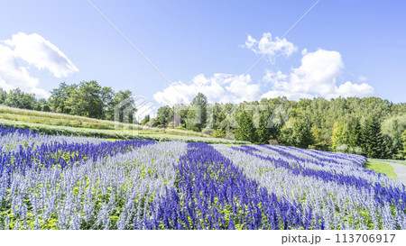 サルビア　16:9　滝野すずらん丘陵公園　札幌市 113706917