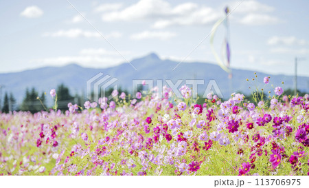 道の駅とうや湖のコスモス畑と昆布岳 16:9 洞爺湖町 道の駅とうや湖のコスモス畑と昆布岳 16:9 洞爺湖町 113706975
