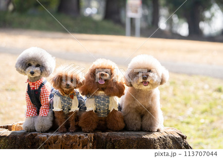 お座りしている4匹のトイプードル 113707044