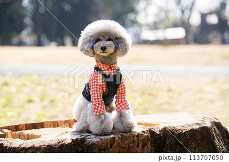 お座りしているトイプードル 113707050