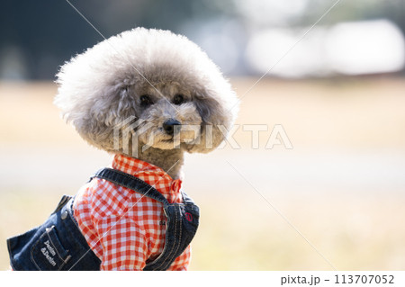 トイプードル トイプードル 113707052