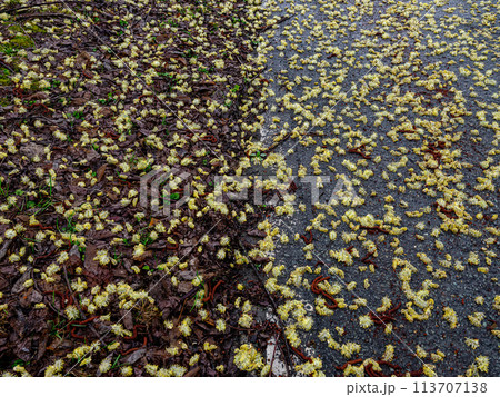 道路に落ちたネコヤナギの花 道路に落ちたネコヤナギの花 113707138
