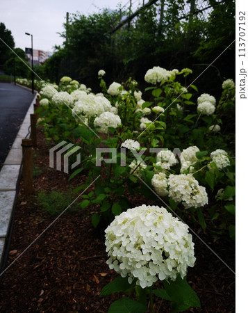 飛鳥山公園の紫陽花 飛鳥山公園の紫陽花 113707192