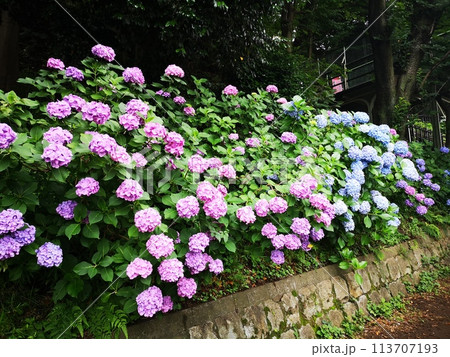 飛鳥山公園の紫陽花 113707193