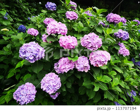 飛鳥山公園の紫陽花 113707194