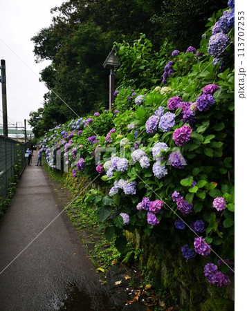 飛鳥山公園の紫陽花 飛鳥山公園の紫陽花 113707253