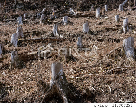 森林保全〜杉林の伐採が終わった状態 113707259