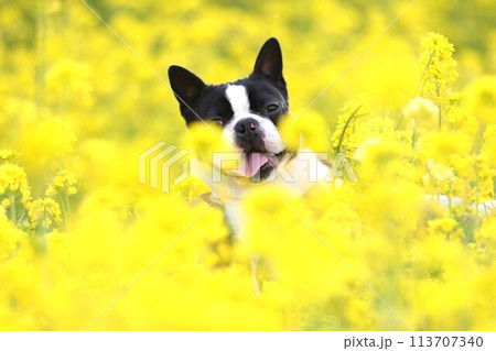 菜の花の中で可愛く見つめるボストンテリアのマイティ君♡ 113707340