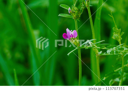マメ科ヤハズエンドウの開花 113707351