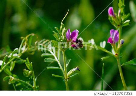 マメ科ヤハズエンドウの開花 マメ科ヤハズエンドウの開花 113707352