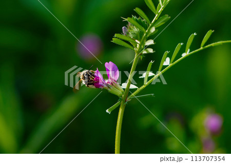 マメ科ヤハズエンドウの開花 マメ科ヤハズエンドウの開花 113707354