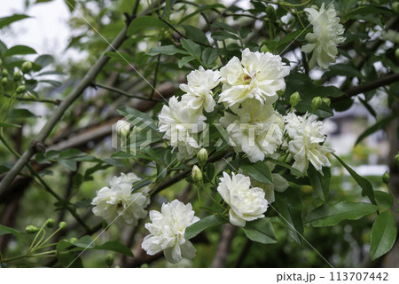 モッコウバラ八重白3 113707442