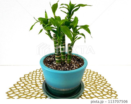 信楽焼の鉢に植えたミリオンバンブーと金色のマット 113707506