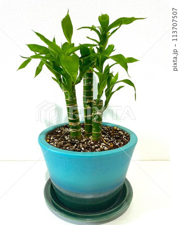 信楽焼の鉢に植えた縁起の良いミリオンバンブー 113707507