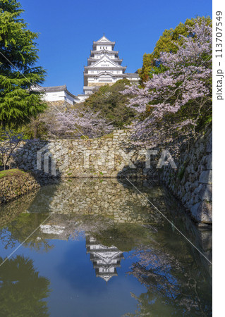 満開の桜の季節　喜斎門跡から見える姫路城 113707549