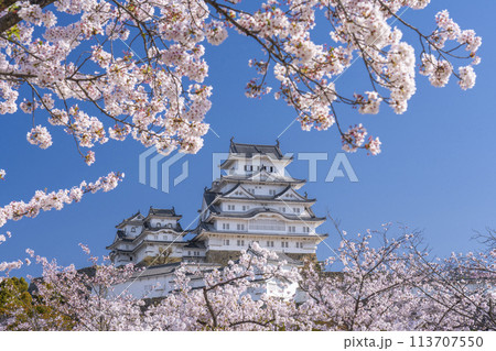 満開の桜と姫路城 113707550
