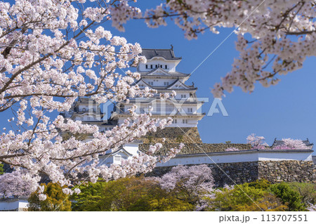 満開の桜と姫路城 113707551