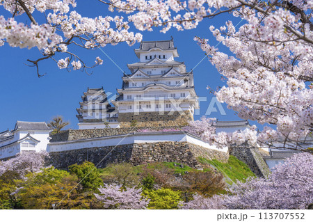 満開の桜と姫路城 113707552