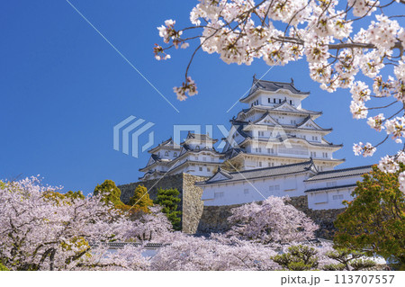 満開の桜と姫路城 113707557