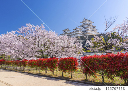 満開の桜と姫路城 113707558