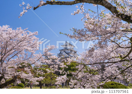 満開の桜と姫路城（西の丸） 113707561