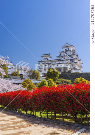 満開の桜と姫路城（西の丸広場 化粧櫓付近） 113707563