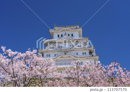 満開の桜と姫路城 113707570