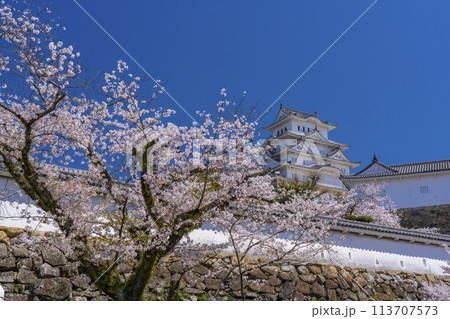満開の桜と姫路城 満開の桜と姫路城 113707573