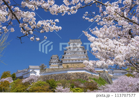 満開の桜と姫路城 113707577
