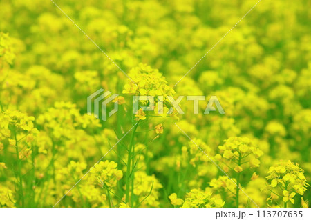 菜の花畑 菜の花畑 113707635
