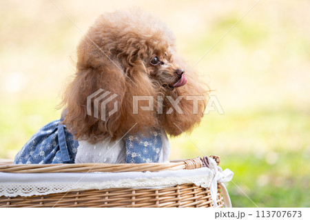 バスケットの中でお座りしているトイプードル 113707673
