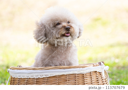 バスケットの中でお座りしているトイプードル 113707679