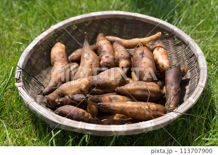 ざるに盛ったヤーコン 113707900