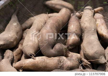 ざるに盛ったヤーコン 113707906