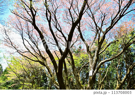 福智山の昭和桜 福智山の昭和桜 113708003
