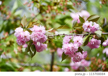 八重桜「関山（カンザン）」	 113708084
