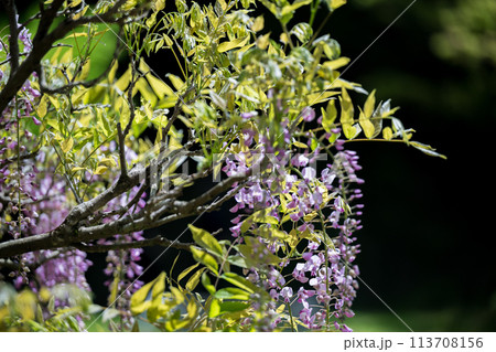 古代の森に咲き乱れる春の花藤の絶景 古代の森に咲き乱れる春の花藤の絶景 113708156