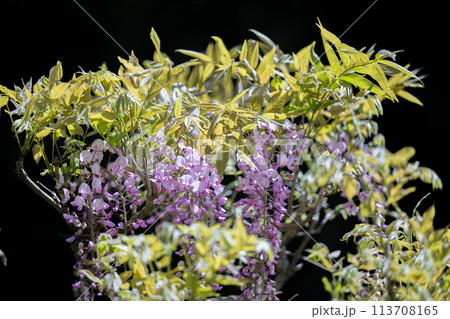 古代の森に咲き乱れる春の花藤の絶景 古代の森に咲き乱れる春の花藤の絶景 113708165