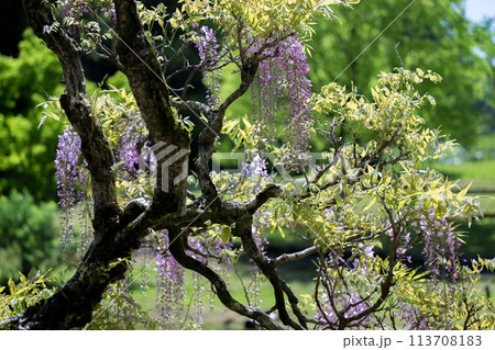 古代の森に咲き乱れる春の花藤の絶景 古代の森に咲き乱れる春の花藤の絶景 113708183