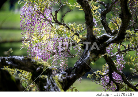 古代の森に咲き乱れる春の花藤の絶景 古代の森に咲き乱れる春の花藤の絶景 113708187