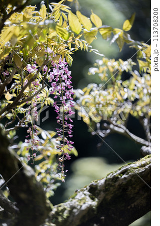 古代の森に咲き乱れる春の花藤の絶景 113708200