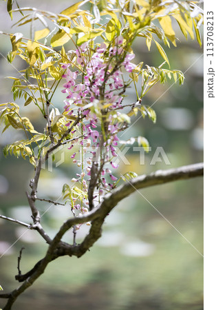 古代の森に咲き乱れる春の花藤の絶景 113708213