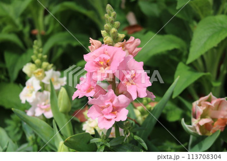 ピンクの花と黄色いジオグラスの花 ピンクの花と黄色いジオグラスの花 113708304