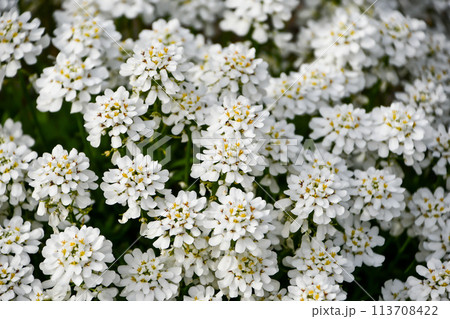 トキワナズナ 113708422