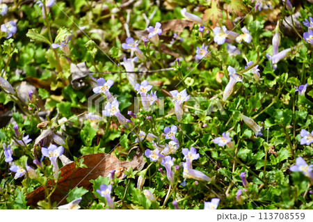 カワセミソウ 113708559