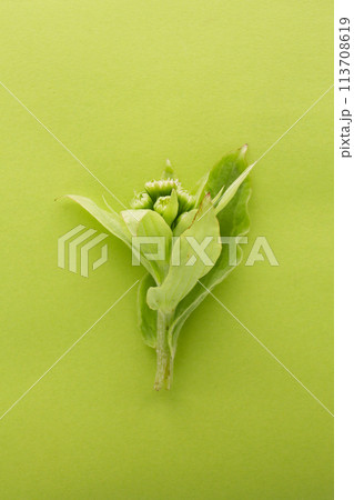 ふきのとう 113708619